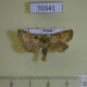 70341p Noctuidae Eriopygodes imbecilla Khakassia rep. $6