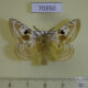 70350p Endromidae Mirina christophi Primorye $9