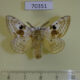 70351p Endromidae Mirina christophi Primorye $9