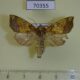70355p Noctuidae Gortyna fortis f Primorye $5