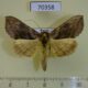 70358p Noctuidae Diachrysia leonina Primorye $8