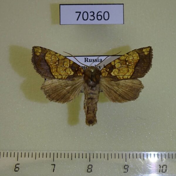Noctuidae Gortyna fortis Primorye