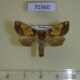 70360p Noctuidae Gortyna fortis Primorye $10