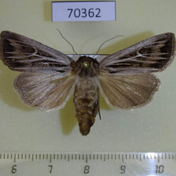 Noctuidae Mythmna velutina f Tyva rep.