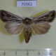 70362p Noctuidae Mythmna velutina f Tyva rep. $6