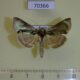 70366p Noctuidae Diachrysia zosimi Krasnoyarsk reg. $6
