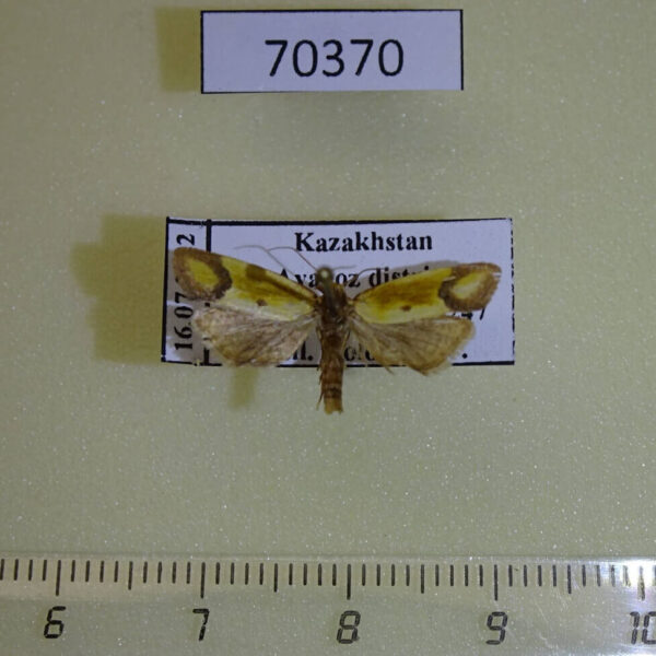 Tortricidae Agapeta zoegana Kazakhstan