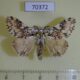 70372p Lymantridae Lymantria rosea Madagascar $10
