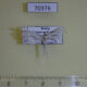 70376p Pterophoridae Pterophorus pentadactyla Krasnoyarsk reg.$10