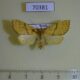70381p Noctuidae Tiliacea japonago f Primorye $7