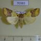 70383p Noctuidae Cirrhia tunicata f Primorye $9