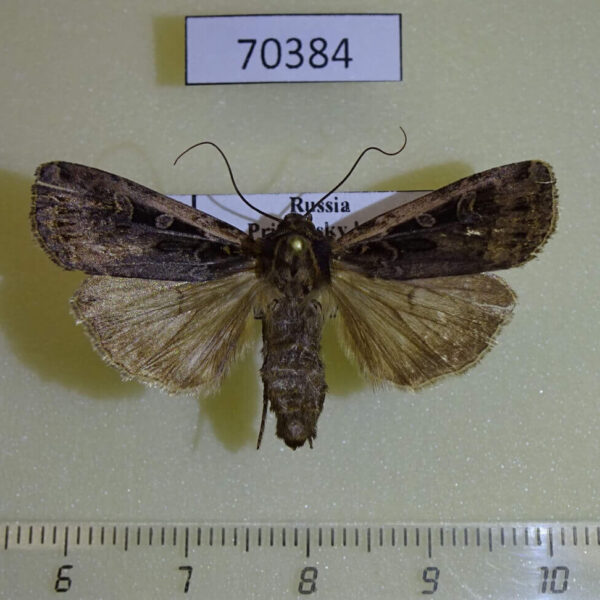 Noctuidae Euxoa inexpectata Primorye