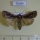 70384p Noctuidae Euxoa inexpectata Primorye $9