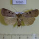 70385p Noctuidae Sineugraphe bipartita Primorye $7