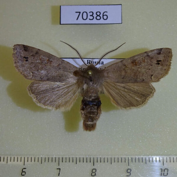Noctuidae Anorthoa munda Primorye