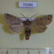 70386p Noctuidae Anorthoa munda Primorye $6