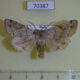70387p Noctuidae Orthosia evanida Primorye $4