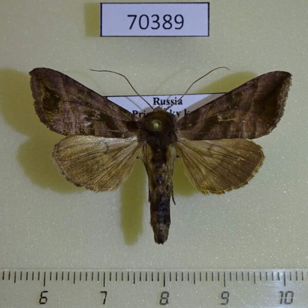Noctuidae Anadevidia peponis Primorye