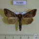 70389p Noctuidae Anadevidia peponis Primorye $5