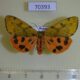 70393p Arctiidae Rhyparioides nebulosus f Primorye $9