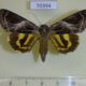 70394p Noctuidae Catocala eminens f Primorye $14