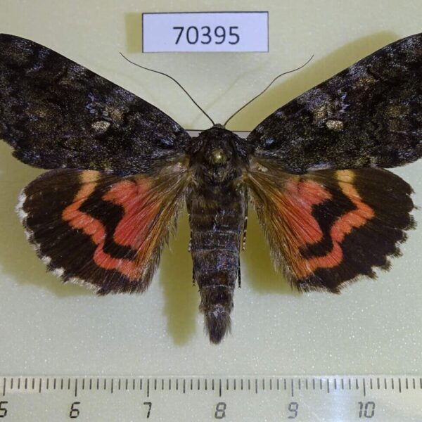 Noctuidae Catocala dula Primorye