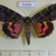 70396p Noctuidae Catocala dula Primorye $8