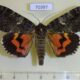70397p Noctuidae Catocala dula Primorye $8