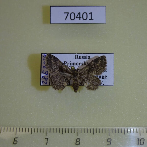 Noctuidae Paragona cognata Primorye
