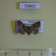 70401p Noctuidae Paragona cognata Primorye $12