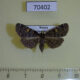 70402p Noctuidae Idia quadra Primorye $8
