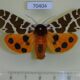 70404p Arctiidae Arctia caja Altai reg. $9