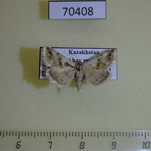 Noctuidae Eublemma porphyrina Kazakhstan