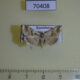 70408p Noctuidae Eublemma porphyrina Kazakhstan $10