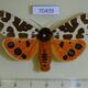 70409p Arctiidae Arctia caja Altai reg. $7