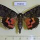 70410p Noctuidae Catocala dula Primorye $8