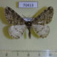 70413p Geometridae Phigalia djakonovi Primorye $5