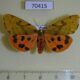 70415p Arctiidae Rhyparioides nebulosus f Primorye $7