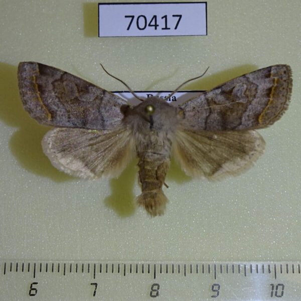 Noctuidae Orthosia evanida Primorye