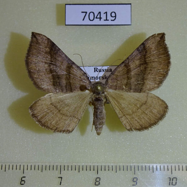Geometridae Scotopteryx acutangulata f Primorye