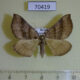 70419p Geometridae Scotopteryx acutangulata f Primorye $8