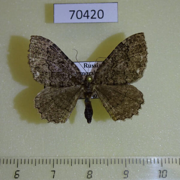 Geometridae Triphosa vashti Primorye