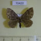70420p Geometridae Triphosa vashti Primorye $6