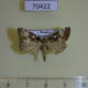 70422p Noctuidae Dysmillichia gemella Primorye $5