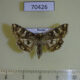 70426p Noctuidae Protoscinia scutosa Primorye $9