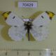 70429p Pieridae Paramidea scolymnus Primorye $6