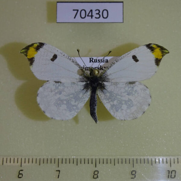 Pieridae Paramidea scolymnus Primorye