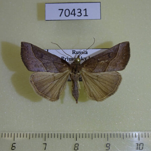 Noctuidae Hypena kengkalis Primorye