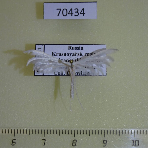 Pterophoridae Pterophorus pentadactyla Krasnoyarsk reg.