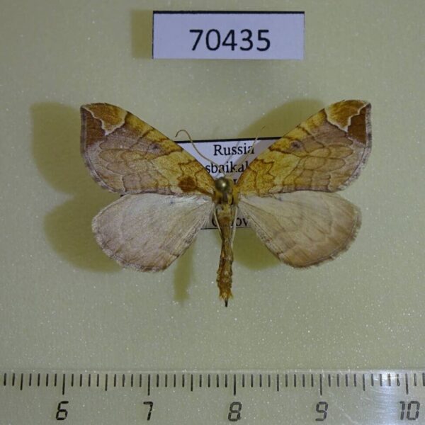 Geometridae Eulithis achatinellaria Transbaikal reg.